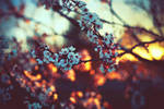 When the Sun goes down... by BaxiaArt