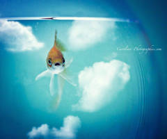 Fish n' Sky by Ephemere8