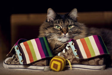 Coach by jesidangerously