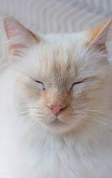 brightwhitelight by jesidangerously