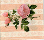 Pink roses with soft backgroun by maf8-stock