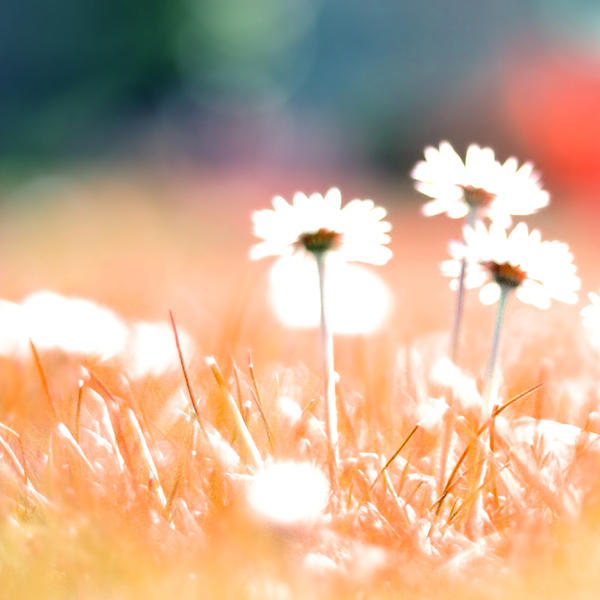 We all want to grow by Ambyon
