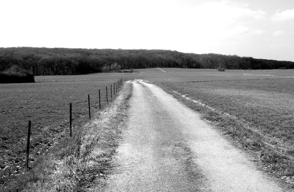 Country Roads by maradong