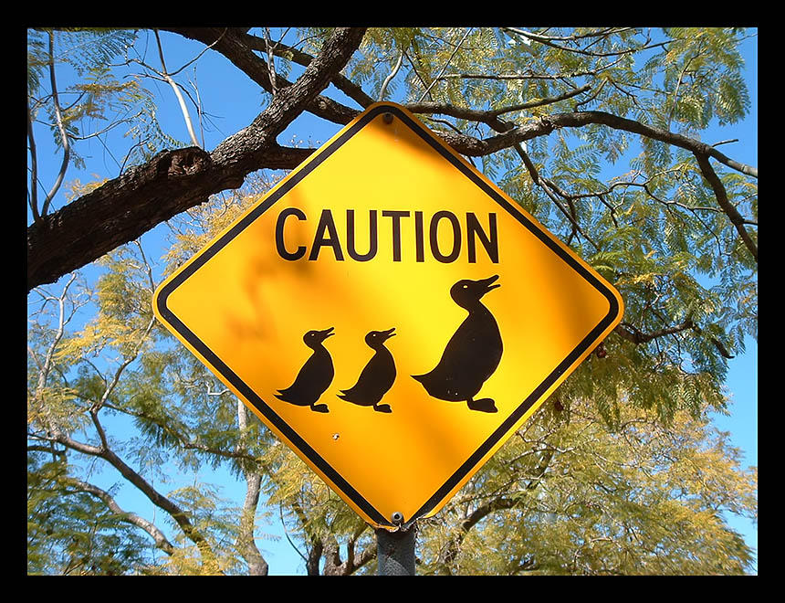 Caution: Ducks by riumplus