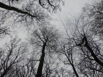 dark trees by cacharoth