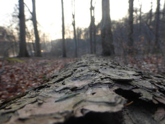 rough bark by cacharoth
