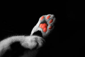 pink elementS. by dojjU