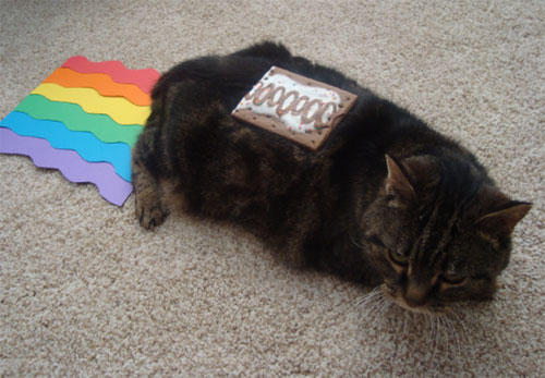 Real Life Nyan Cat by Beccaxz