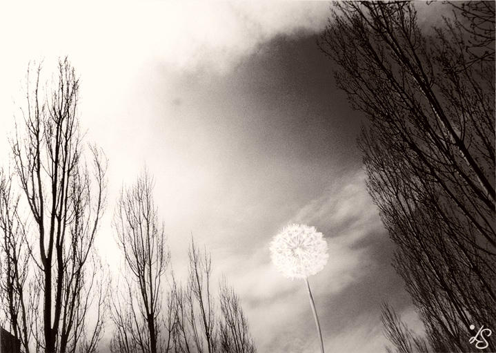 Dandelion by luana