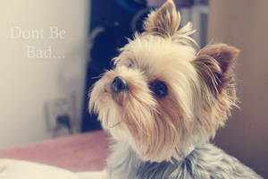 Dont Be Bad. by FotMartua