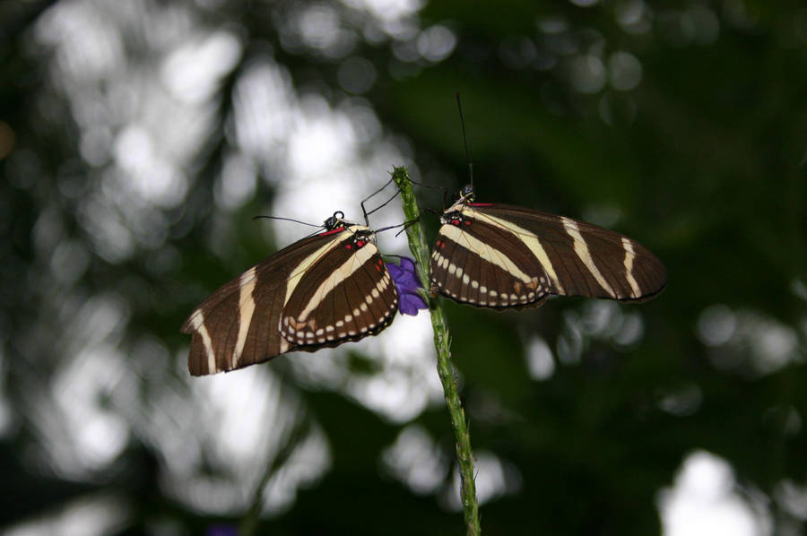 Symmetrical Butterflies by LeeScion on DeviantArt