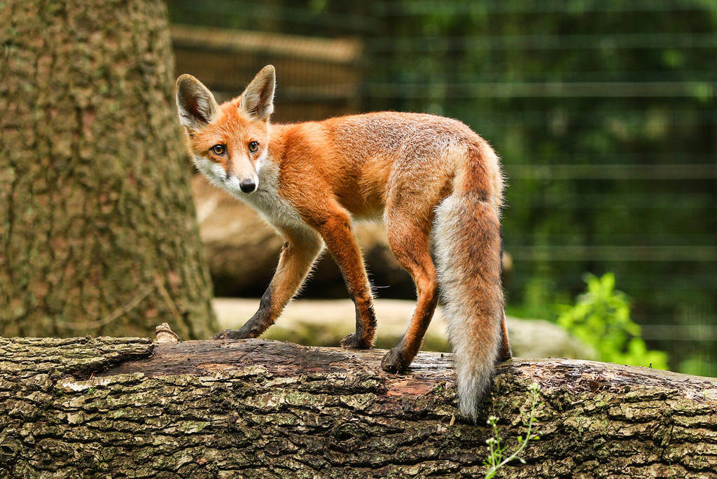 Fox 3 by landkeks-stock