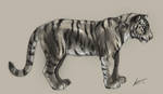 Tiger Study Just Tiger by XxBattleLionessxX
