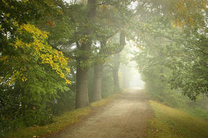 foggy autumn II by vlastas