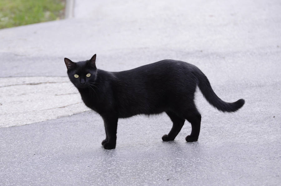 Black cat 15 by Lakela