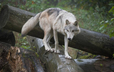 WSC October 3 by Lakela