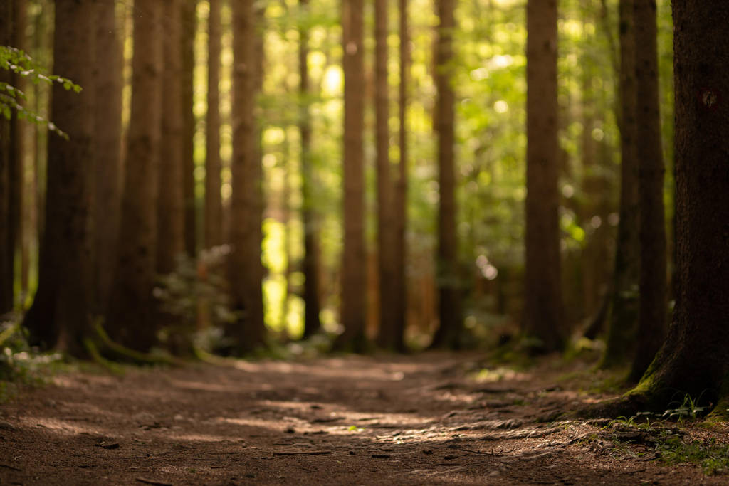 Slovenia Forest 1 by Lakela