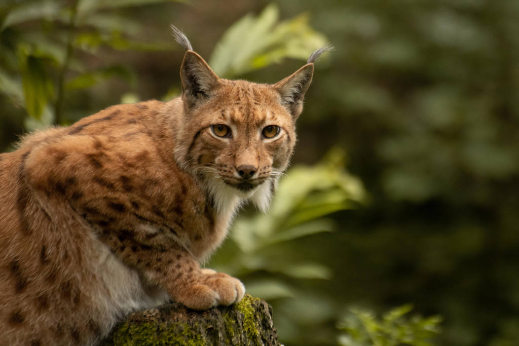 Lynx 8 by Lakela