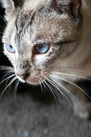 Kitty cat by FlyingGreyson