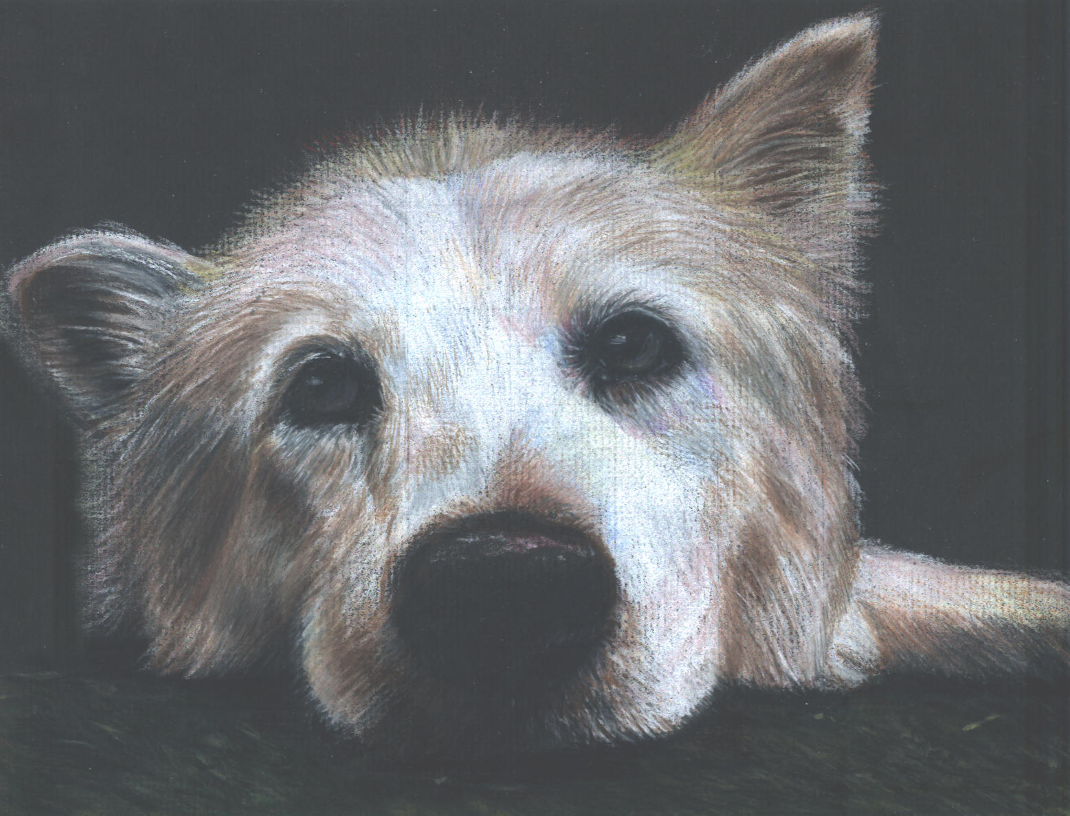Lightly Toasted Husky by Tsyris