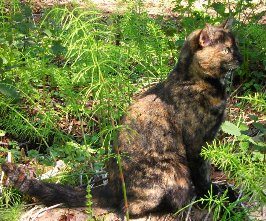 Into the Wild by Willowbarkrc on DeviantArt