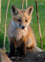 'Baby' by masscreation