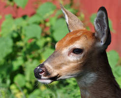 'Fawn portrait' by masscreation