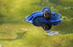 Frog eyes by masscreation