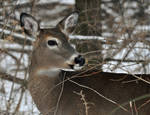 Winter Whitetail by masscreation