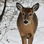 Young buck by masscreation