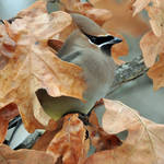 Waxwing and oak leaves by masscreation