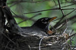 A nesting Robin. by masscreation