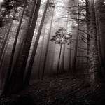 inside silence by SevimDalan