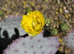 Natural complimentary colors by kradtke
