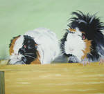 guinea piggies by Sweetrosali