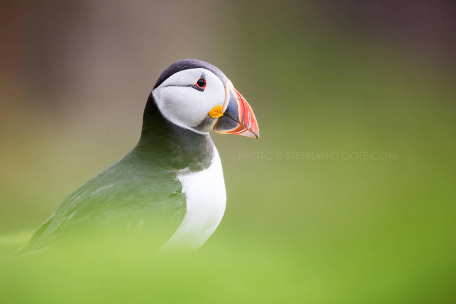 Puffin by StephiPhotography Puffin by StephiPhotography