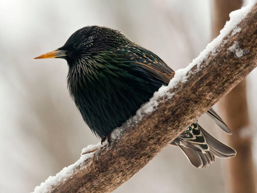 Common Starling by MichelLalonde