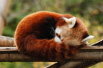 Red Panda... by Breizhbleiz