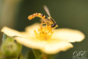 Macro test 2 by debahi