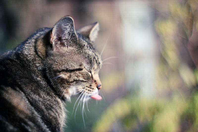 my cats funny tongue by Laplum