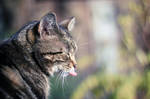 my cats funny tongue by Laplum