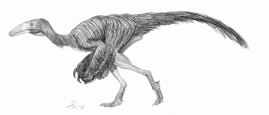 Nqwebasaurus thwazi ( a basal ornithomimid) by ShinRedDear
