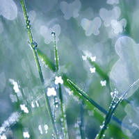 In my garden. by incredi