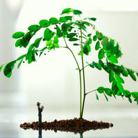 And The Tree answered. by incredi