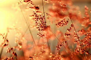 Fairies at sunset. by incredi