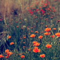 Field of dreams. by incredi