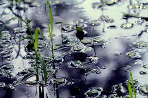 The art of nature. by incredi