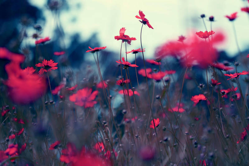 Evening tunes. by incredi