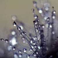 Forget us not. by incredi