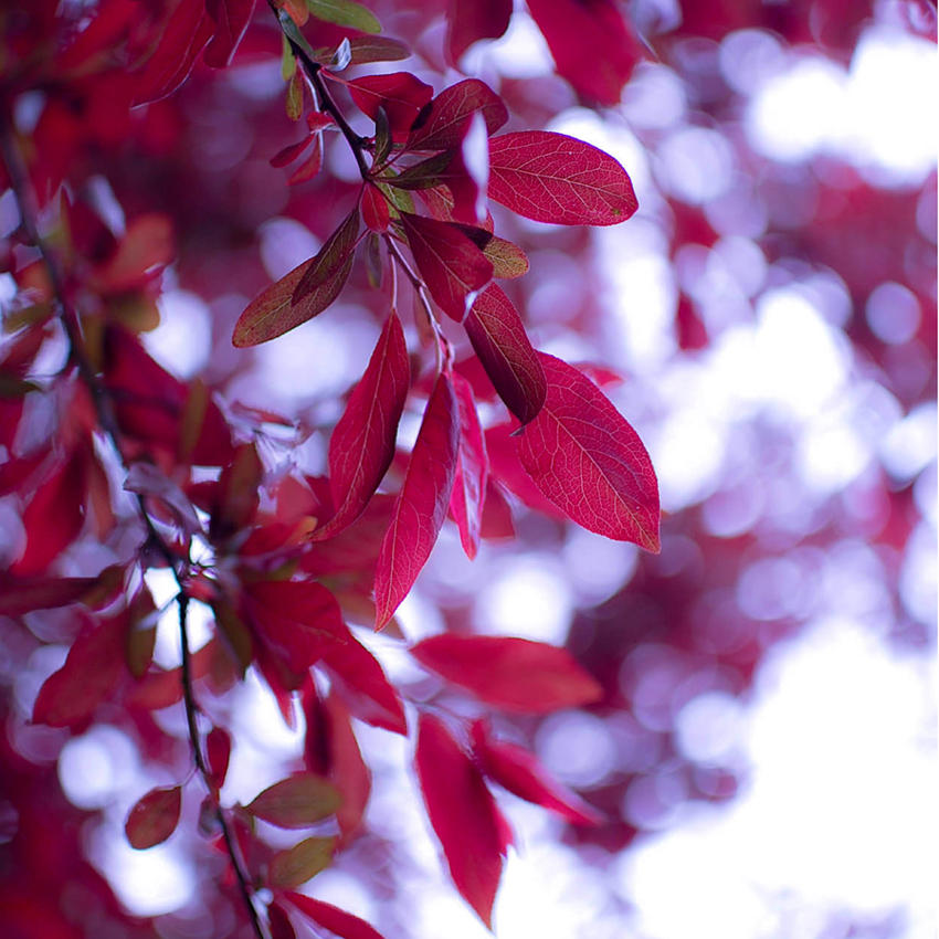 leaves whisper by orbitingasupernova